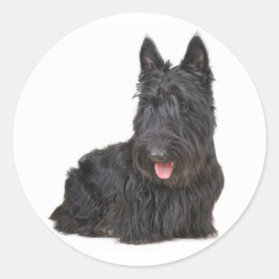 Rond Sticker Chien Chien Chien Chien Chien Noir Écossai
