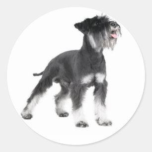 Rond Sticker Chien Chien Chien Chien Miniature Schnauze