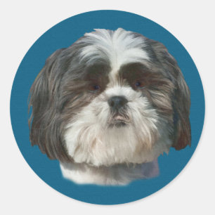 Rond Sticker Chien Chien Shih Tzu