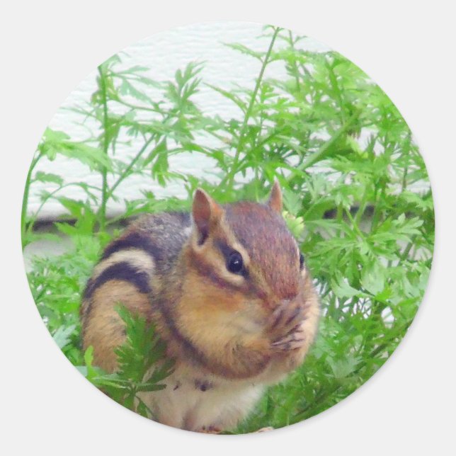 Rond Sticker Chipmunk (Devant)