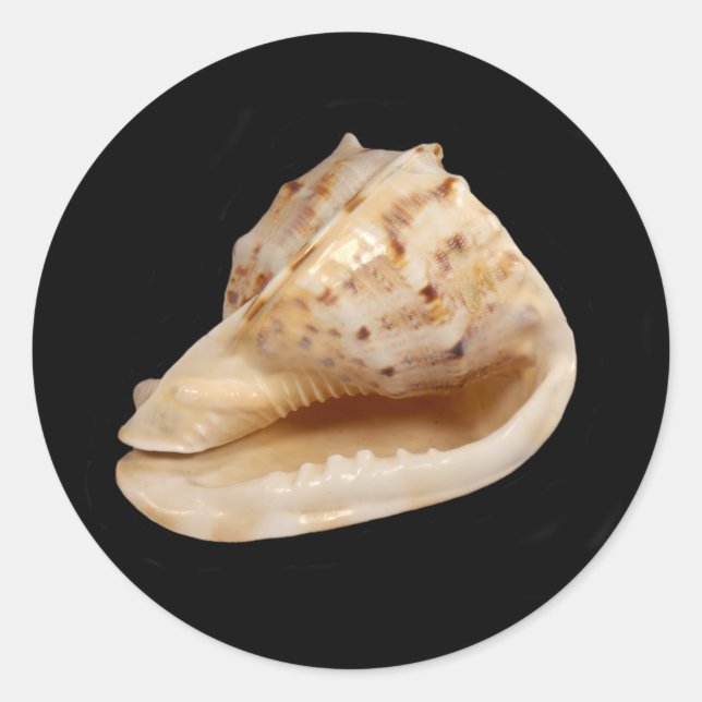 Rond Sticker Coquille (Devant)