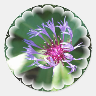 Rond Sticker Cornflowers