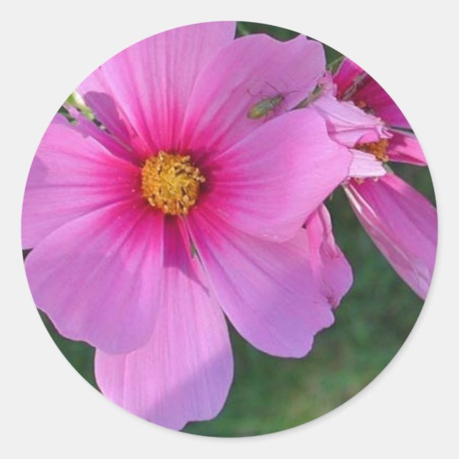 Rond Sticker Cosmos (Devant)