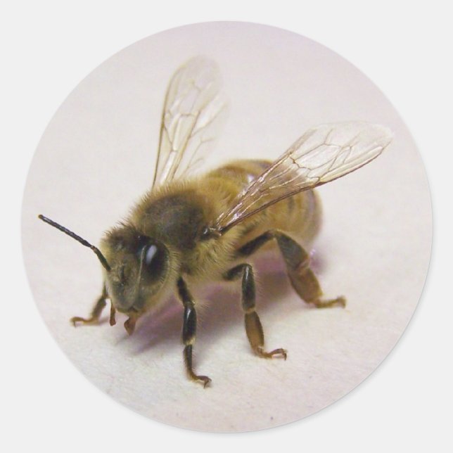 Rond Sticker d'abeille au miel (Devant)