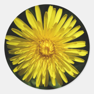 Rond Sticker Dandelion