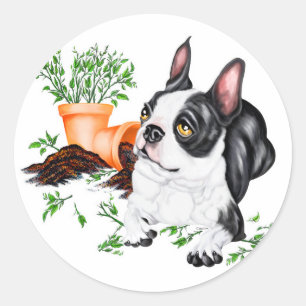 Rond Sticker de Boston Terrier Naughty