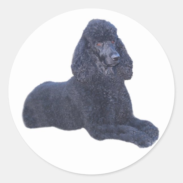 Rond Sticker de caniche (Devant)