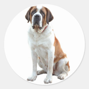 Rond Sticker de Chien à chiots Saint Bernard / Étique