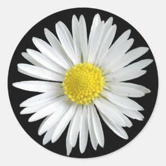 Rond Sticker de marguerite