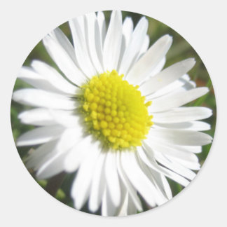 Rond Sticker de marguerite