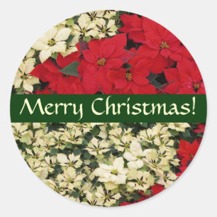 Rond Sticker de Noël blanc et rouge Poinsettias