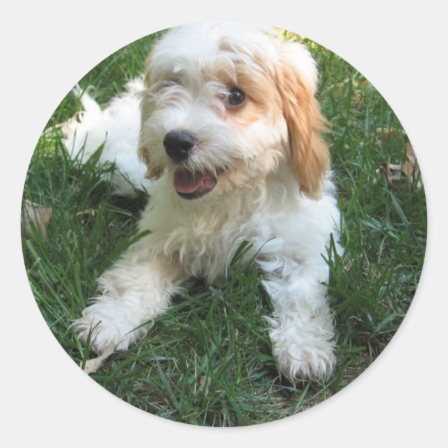 Rond Sticker de téléphone photo Cavachon customisé, Chi (Devant)