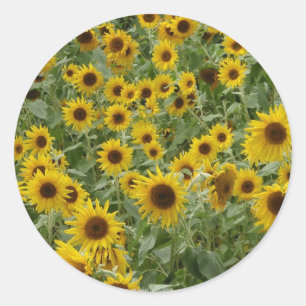 Rond Sticker des tournesols de Marie