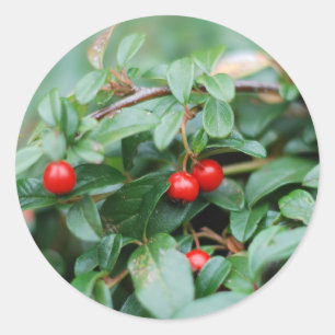 Rond Sticker d'été