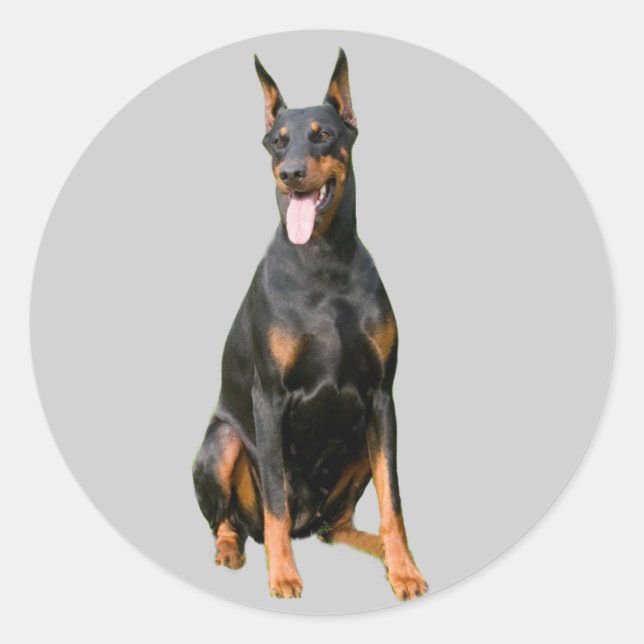 Rond Sticker Doberman Pinscher (Devant)