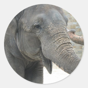 Rond Sticker éléphant trompette