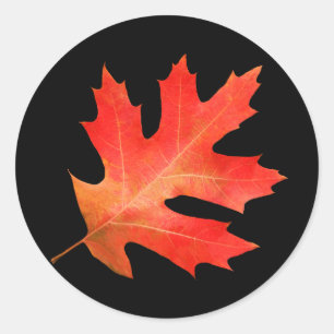 Rond Sticker en feuille de chêne rouge