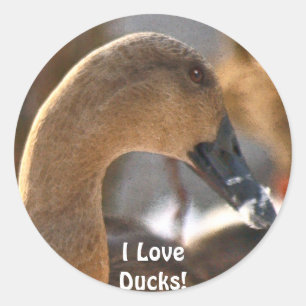 Rond Sticker Femme Duck Bird Wildlife