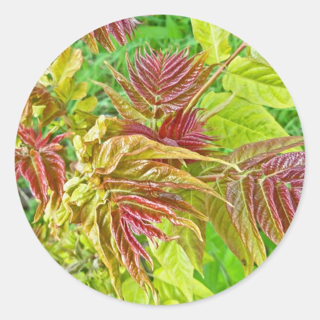 Rond Sticker Feuille de Sumac Spring (Devant)
