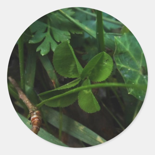 Rond Sticker Four Leaf Clover (Devant)