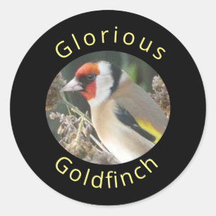 Rond Sticker Goldfinch