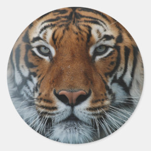 Rond Sticker Grand Tiger