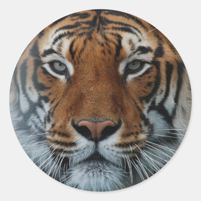 Rond Sticker Grand Tiger (Devant)