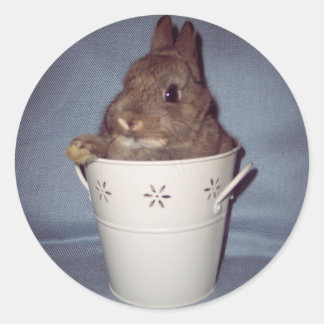 Rond Sticker lapin Bunny