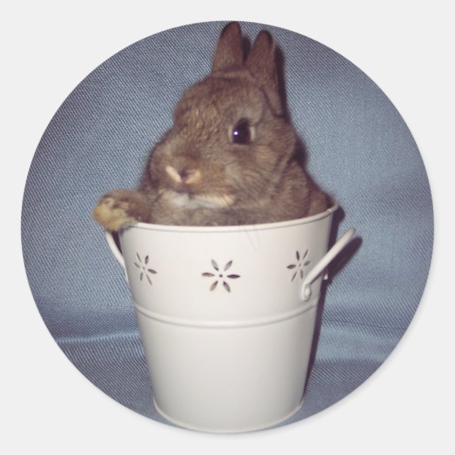Rond Sticker lapin Bunny (Devant)