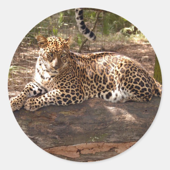 Rond Sticker Leopard (Devant)