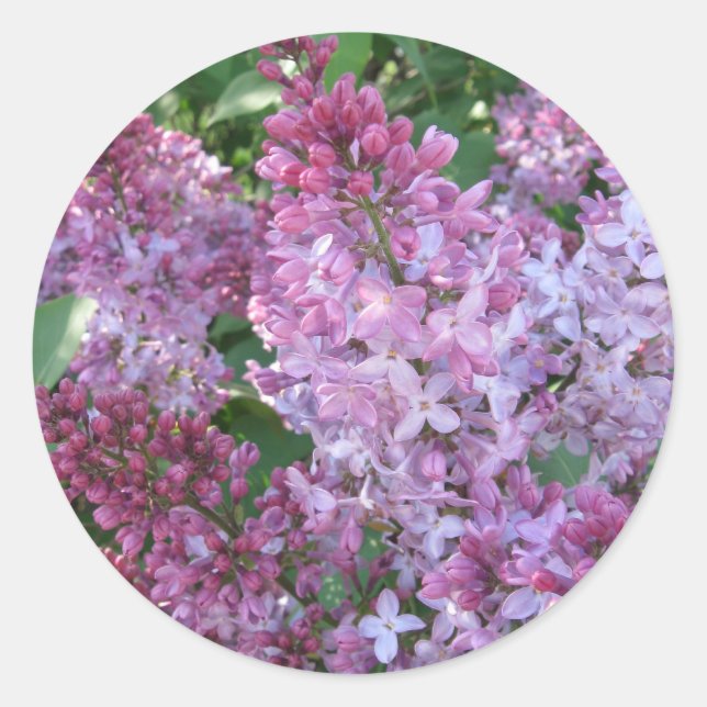 Rond Sticker Lilac (Devant)