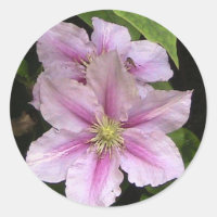 Sticker Lily rose (Clematis)