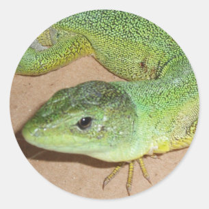 Rond Sticker Lizard