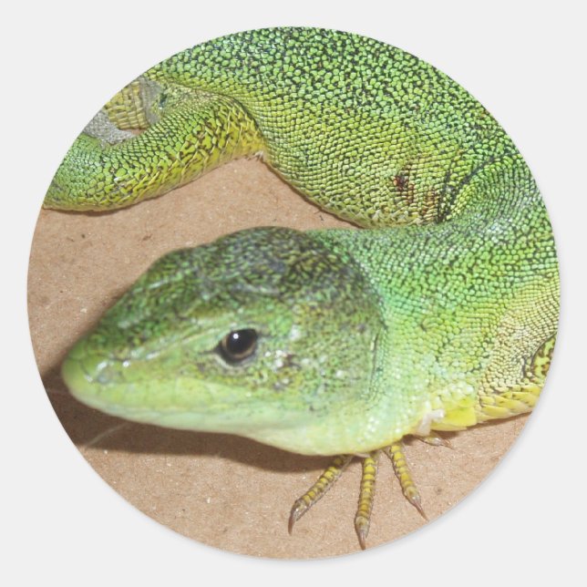 Rond Sticker Lizard (Devant)