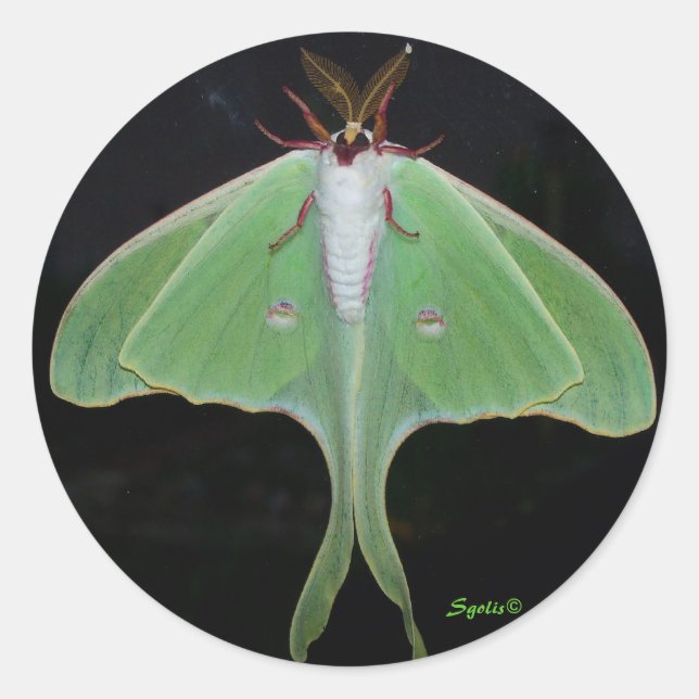 Rond Sticker Luna Moth (Devant)