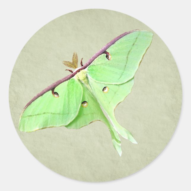 Rond Sticker Luna Moth (Devant)