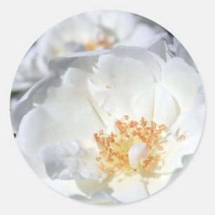 Rond Sticker Mariage Roses Blanches et Blanches