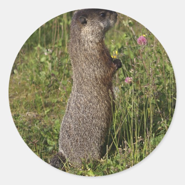 Rond Sticker Marmot Stand Tall (Devant)