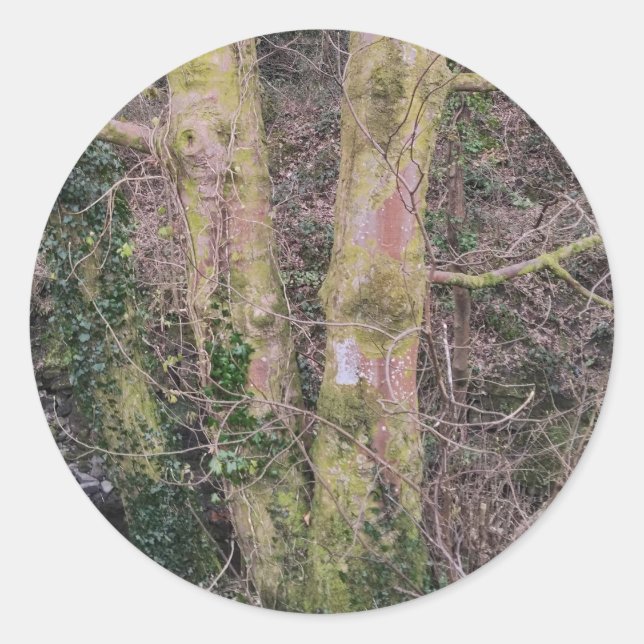 Rond Sticker Miroir Arbres (Devant)