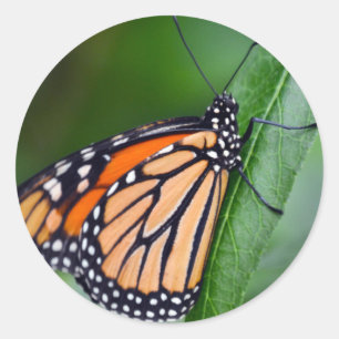 Rond Sticker Monarch