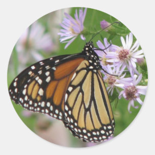 Rond Sticker Monarque sur Asters