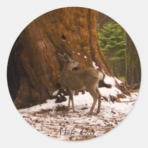 Rond Sticker Mule Deer