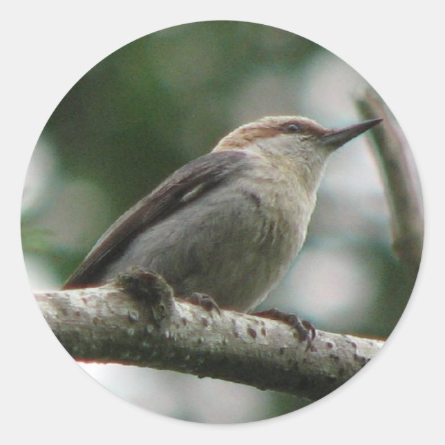 Rond Sticker Nuthatch à tête Brown (Devant)