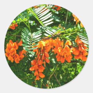 Rond Sticker OBX Scarlet Wisteria (Sesbania punicea)