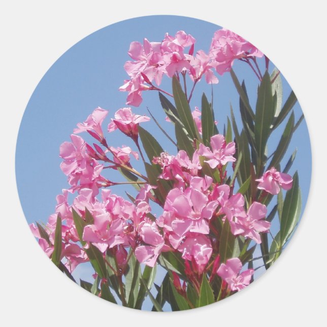 Rond Sticker Oleander (Devant)