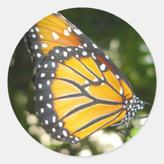 Rond Sticker papillon Monarque (Devant)