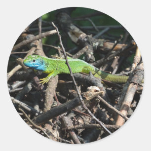 Rond Sticker photo Lizard vert
