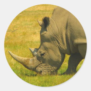 Rond Sticker photo Rhino