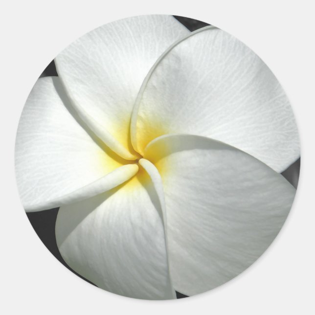 Rond Sticker Plumeria (Devant)
