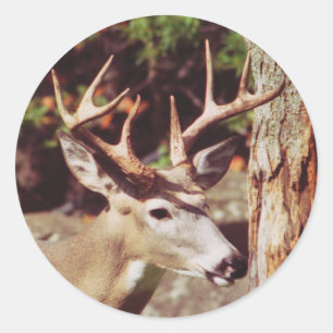 Rond Sticker pour cerf blanc (Buck)